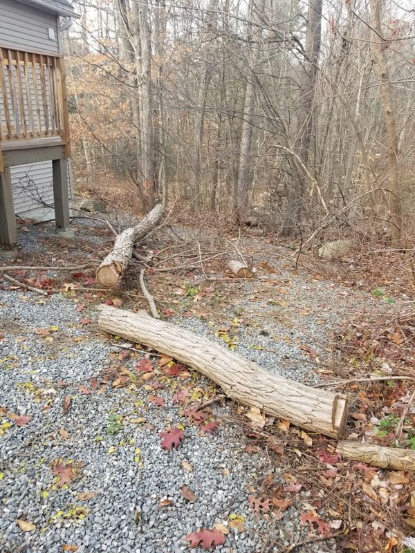 Hedge/Tree/Brush Cutting