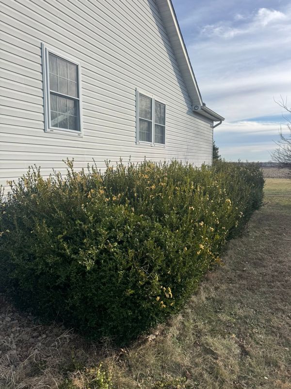 Tree & Shrub Care