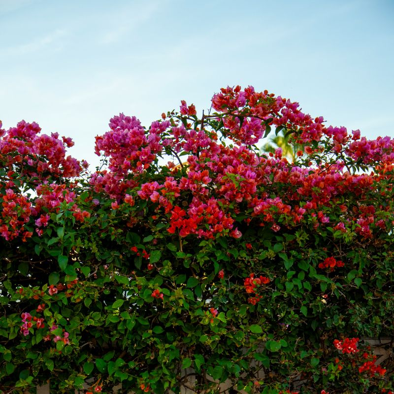 Tree & Shrub Care