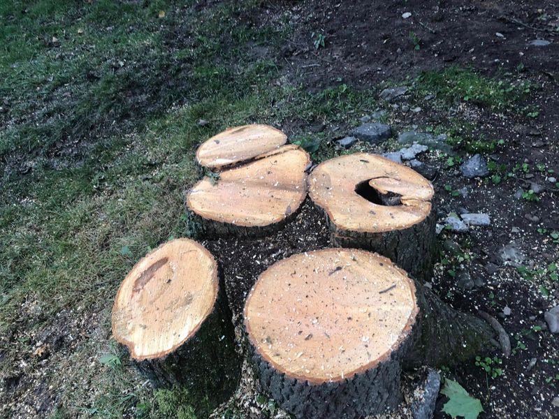 Tree Removal