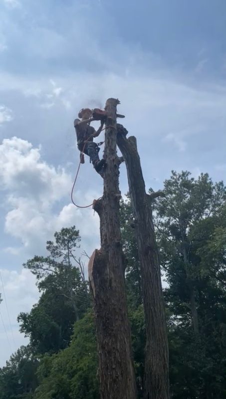Tree Removal