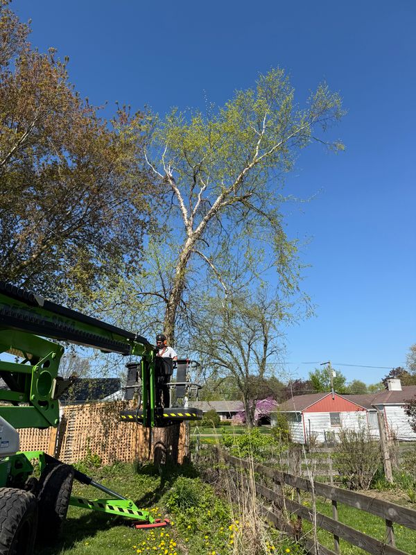Tree Trimming