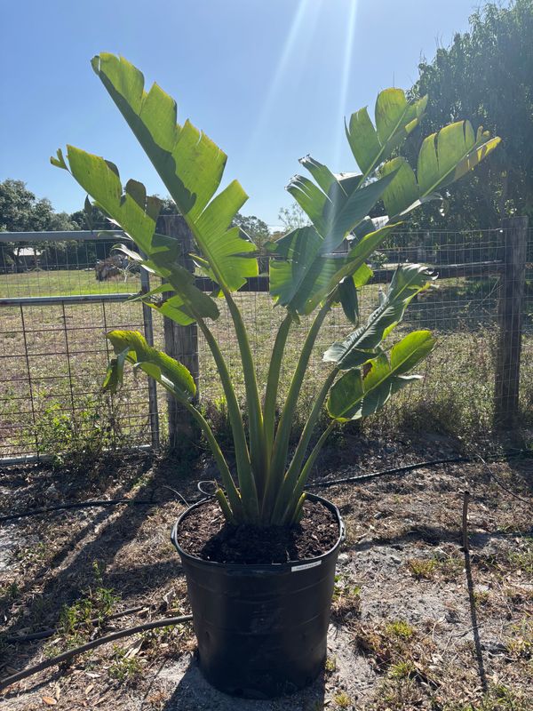 Plant Installation