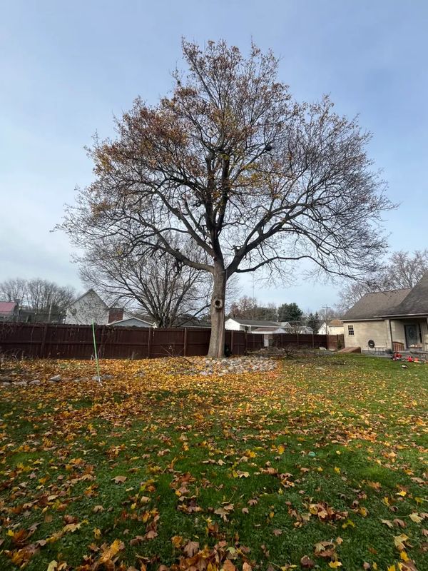 Tree Trimming