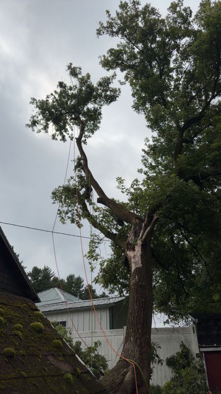 Tree Trimming & Removal