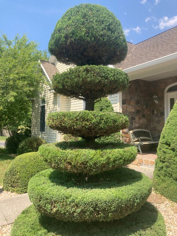 Tree & Shrub Care
