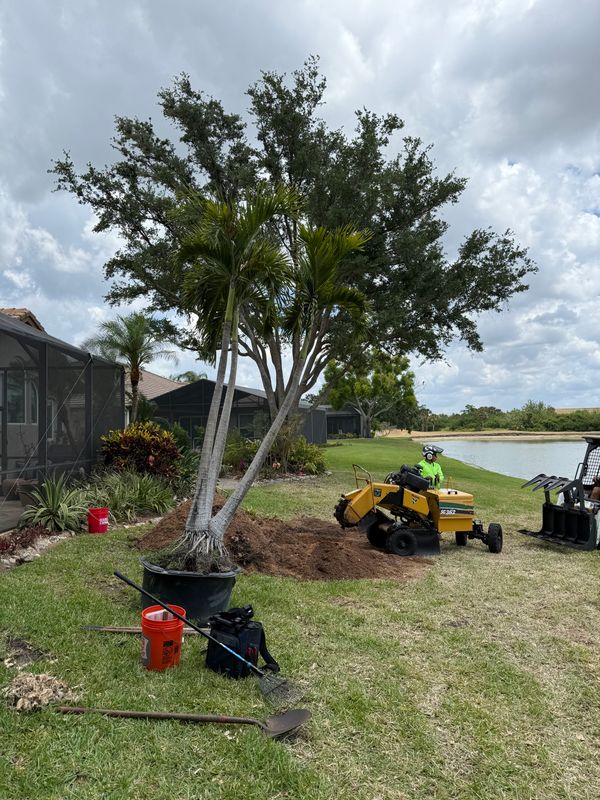 Stump Grinding