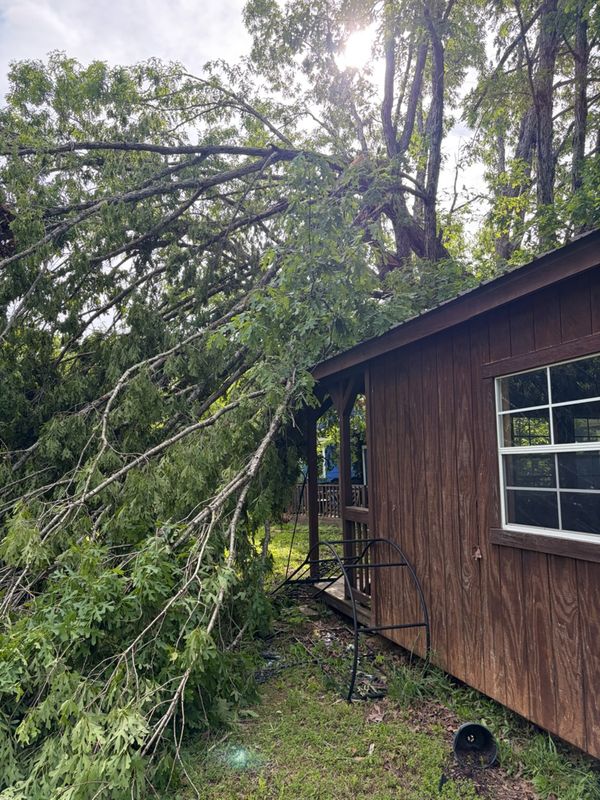 Tree Removal