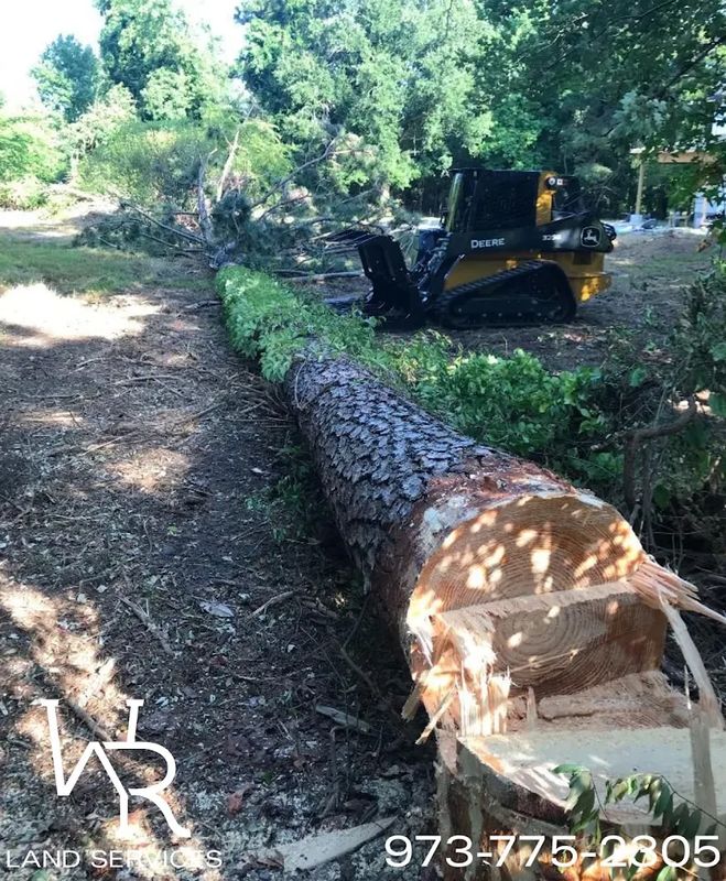 Tree Removal
