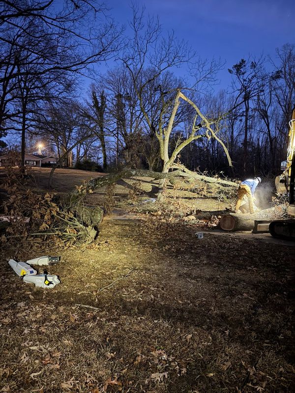 Tree Removal