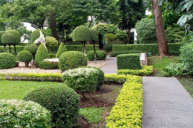 Shrub Trimming