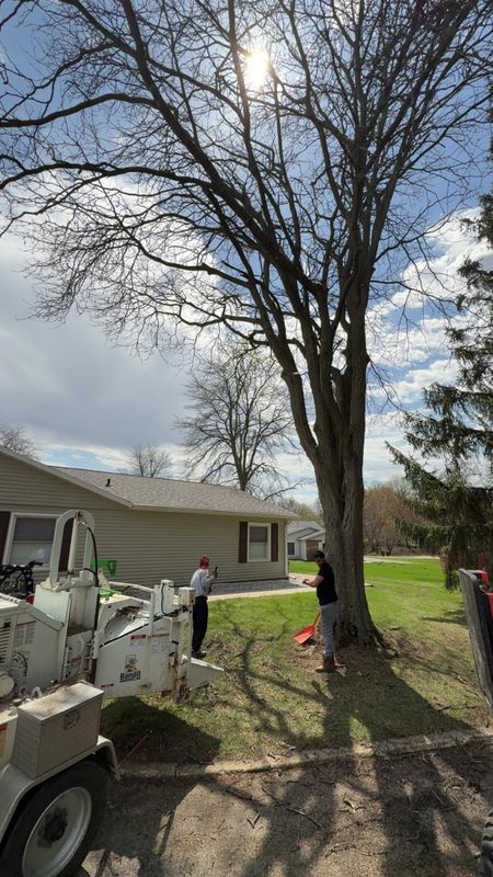 Tree Trimming