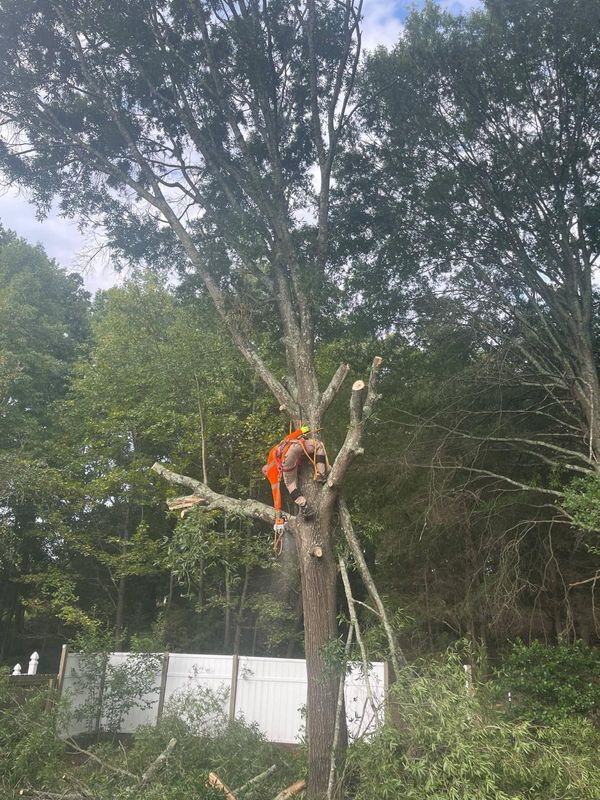 Tree Services