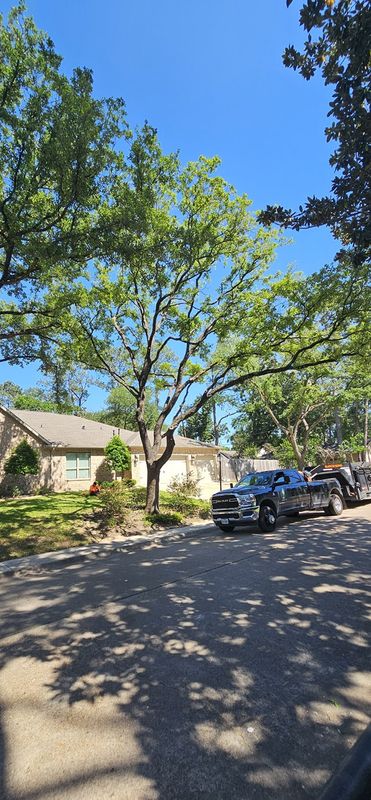 Tree Removal gallery