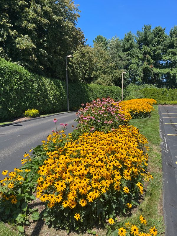 Tree & Shrub Care