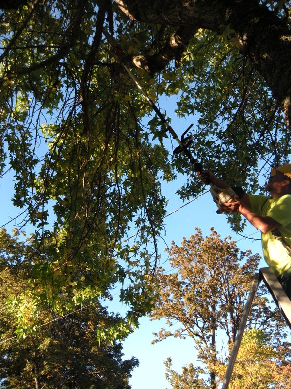 Tree Removals