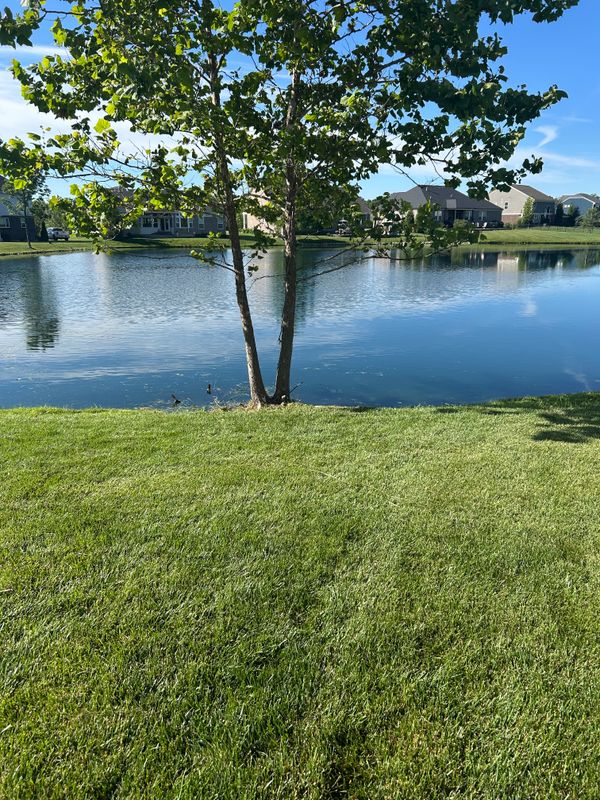 Elevate Your Landscape with Forward Motion Outdoor Services