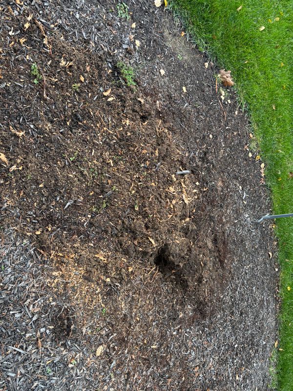 Stump Removal