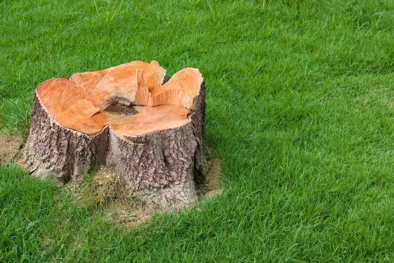 Stump Removal