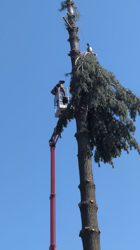 Tree Removal
