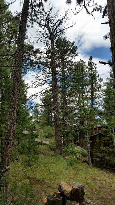 Tree Risk Consultation