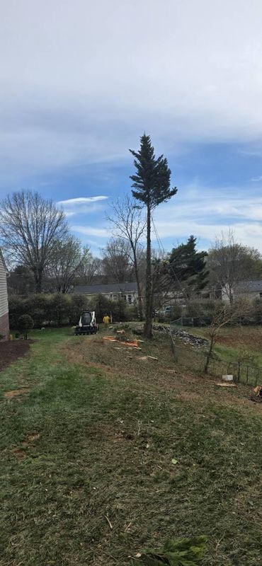 Tree Removal
