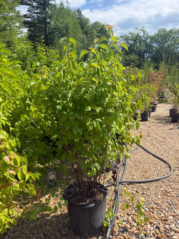 Garden Center