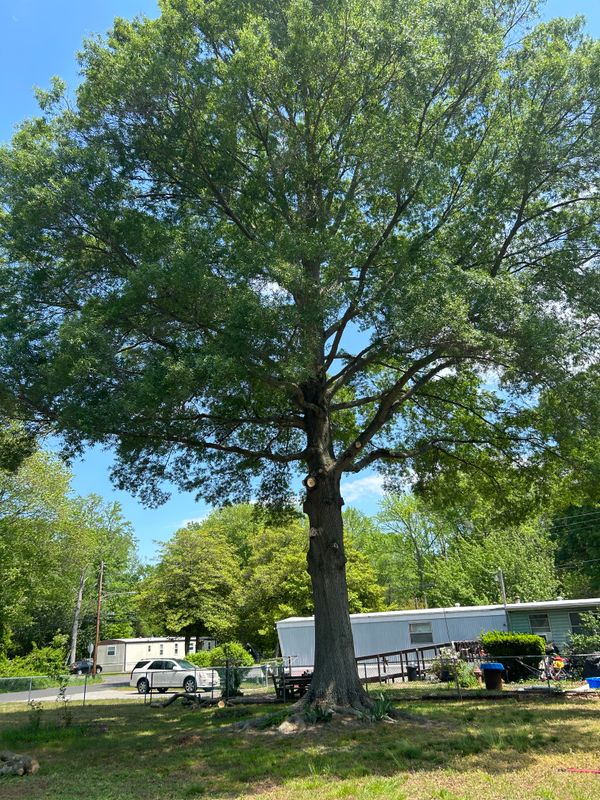 Tree Trimming