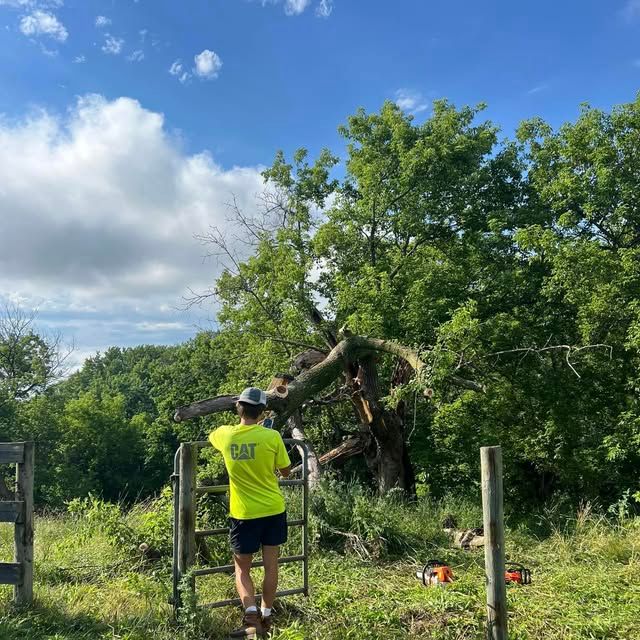 Tree & Shrub Care