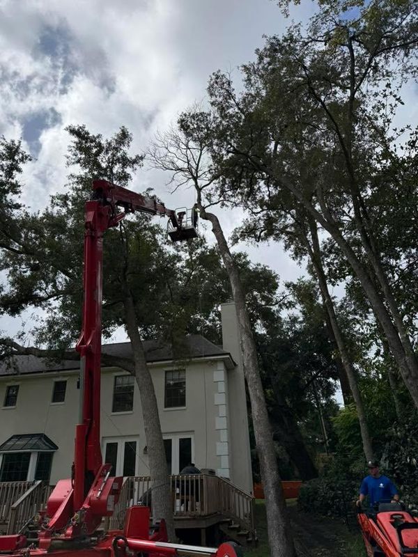 Tree Removal
