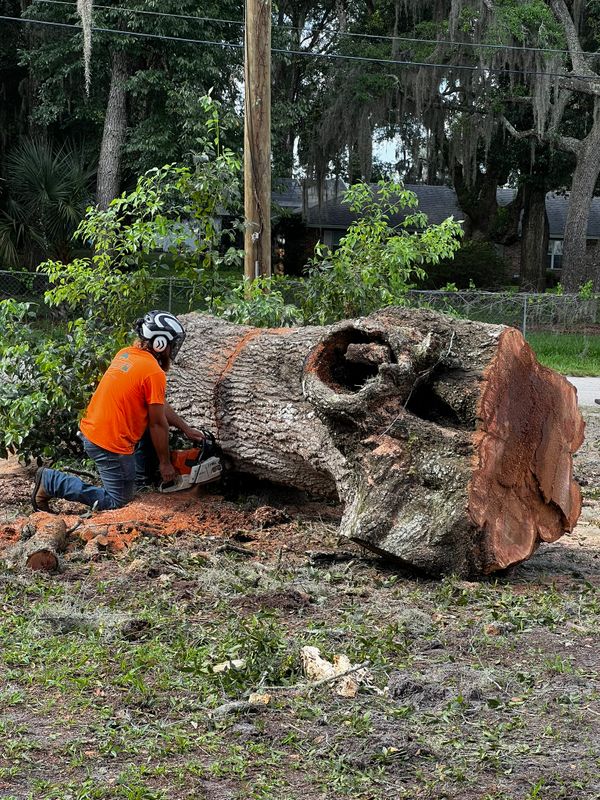 Tree Removal