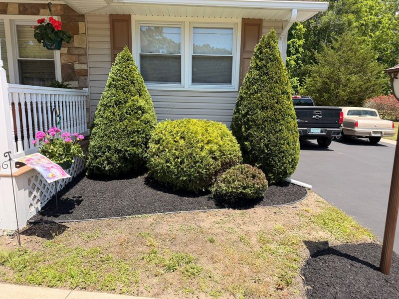 Tree & Shrub Care