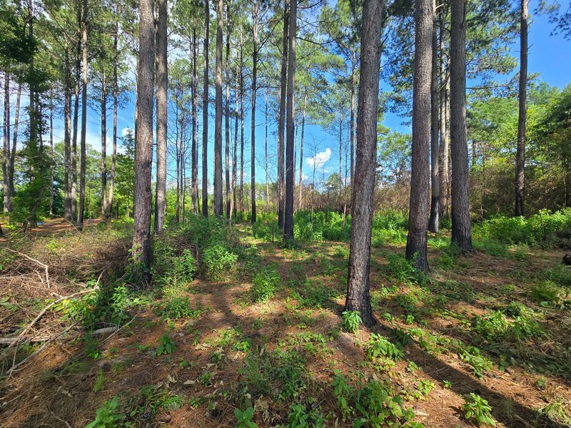 Forestry Mulching