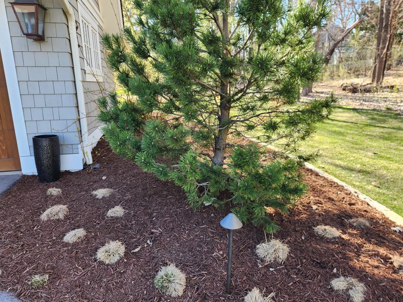 Landscaping 