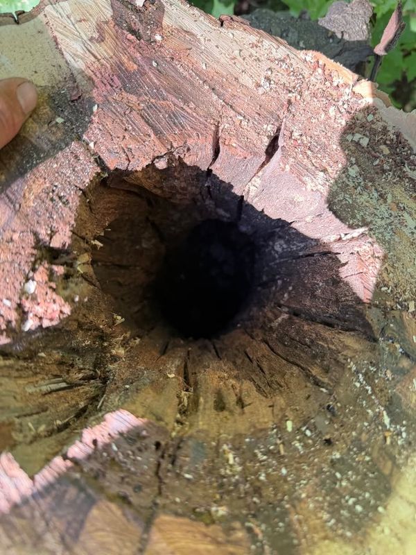 Tree Service