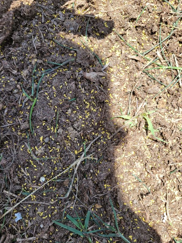 Turf Management