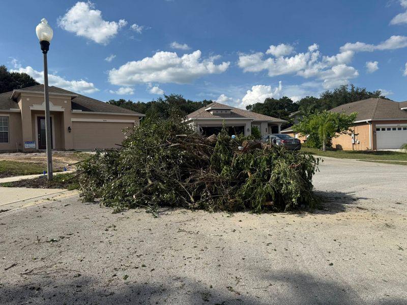Tree Removal