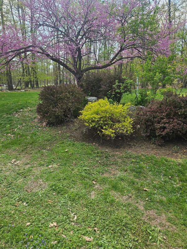 Tree & Shrub Care