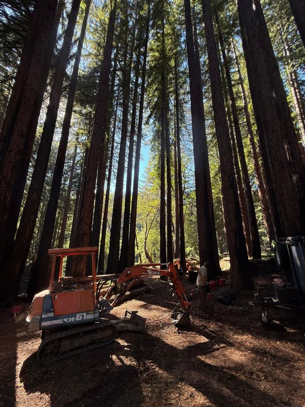 Tree Services