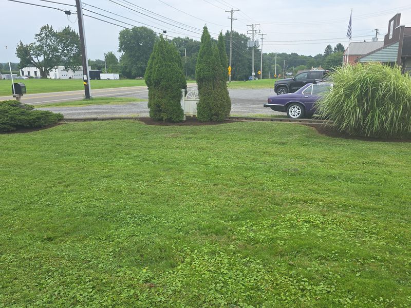 Tree & Shrub Care
