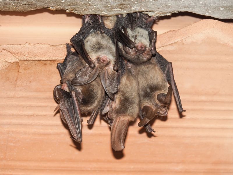 Bat removal