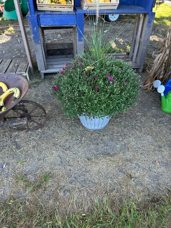 Garden Care and Planting
