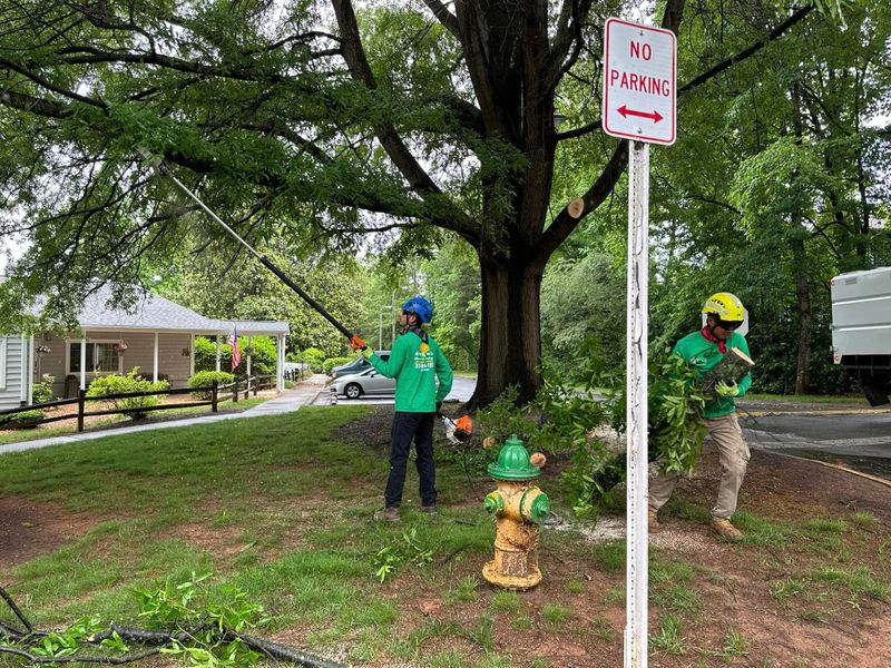 Residential Tree Services