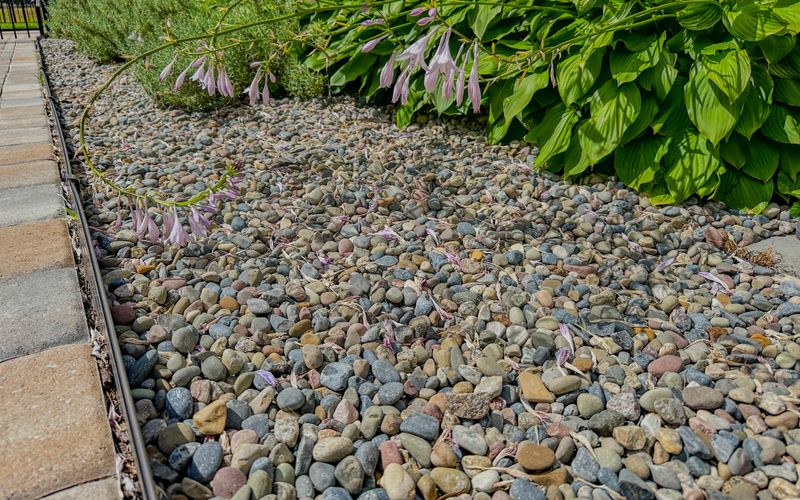 Landscape Renovation