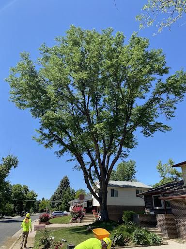 Tree Trimming