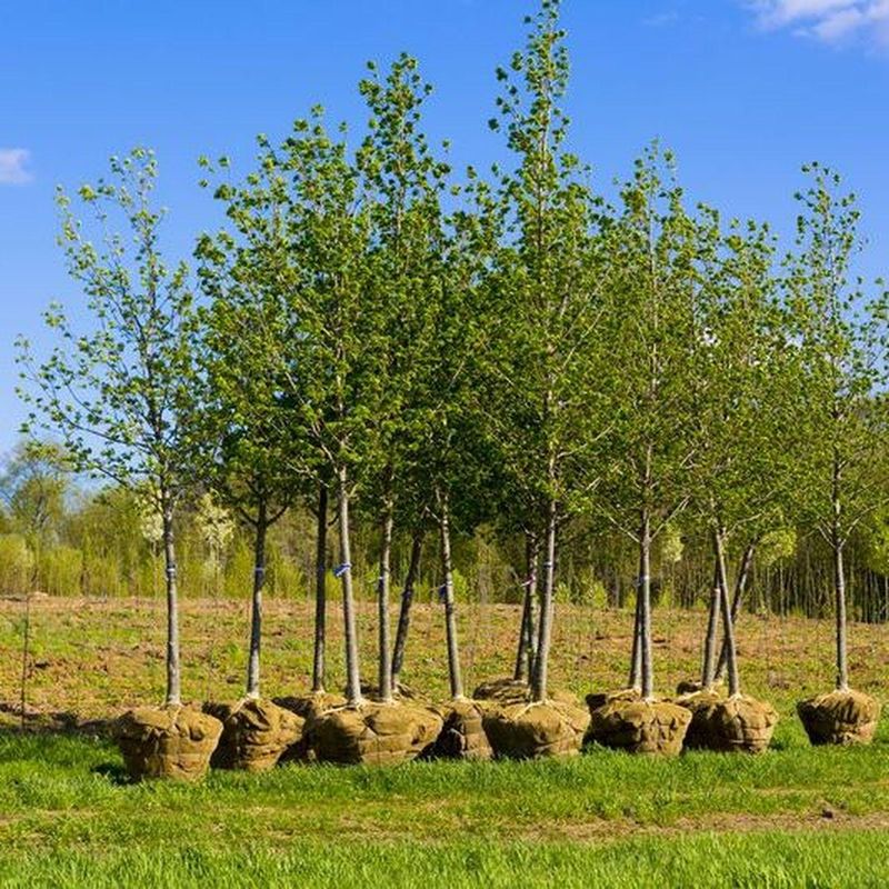 Shrub Trimming