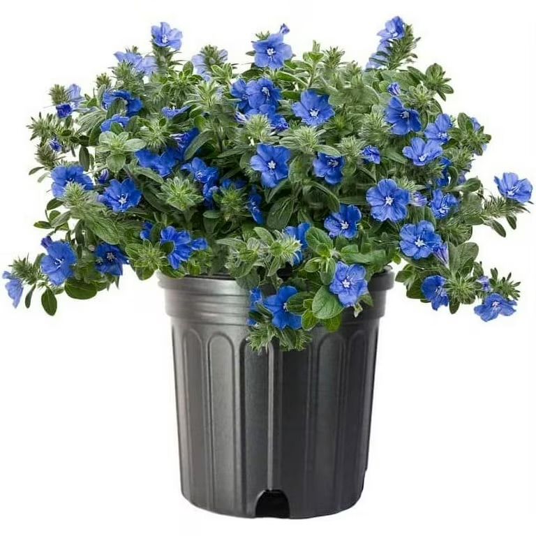 Plant and tree list