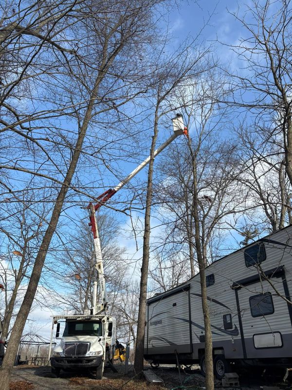 Tree Removal