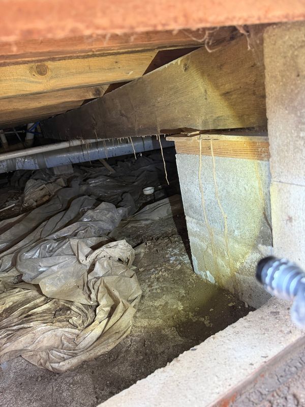 Termite Inspection & Treatment