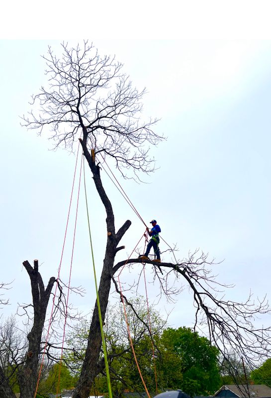 Expert Hazardous Tree Removal in San Antonio: Swift and Safe Solutions by 210 Tree Care